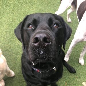 Meet your Posher, Bill